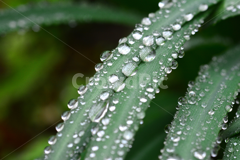 이슬,물방울,풀잎이슬,투명,빗방울,봄비,dew,water,맺히다,방울방울,plant,green,초록,싱그러운,신선한,맑은,아침이슬,해맑은,빗물,초본,영롱한,접사,마크로,클로즈업,fresh,clean,clear,natural,자연,식물,자연,plants,nature