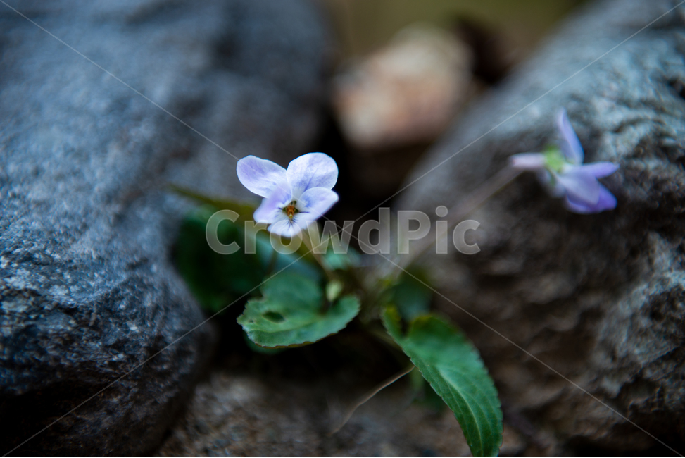 plant,식물,blossom,flower,꽃,야생화,spring,봄