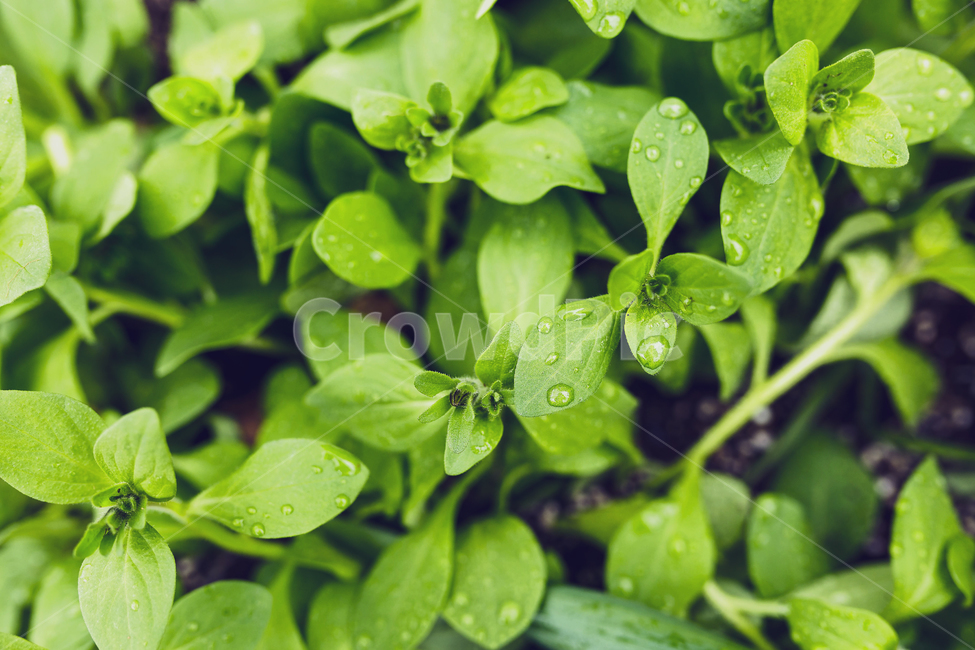 봄,새순,식물,이슬,아침,새싹,정원,생명,초록,꽃,줄기,봄,계절,spring,season,식물,자연,plants,nature,plant,leaf,잎