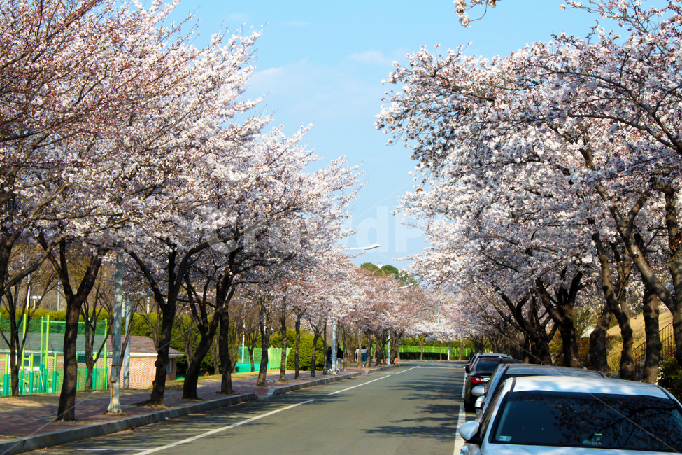 plant,식물,automobile,자동차,교통,transportation,차량,vehicle,car,차,blossom,flower,꽃,벚꽃,벚나무,봄,경북대학교,경북대,대구,한국,캠퍼스,대학교,학교,나무