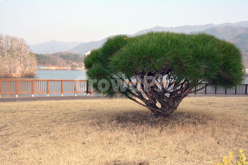 소나무,잔디,향나무,침엽수,저수지,녹색,finetree,grass,water,green,식물,자연,plants,nature,나무,trees,wood