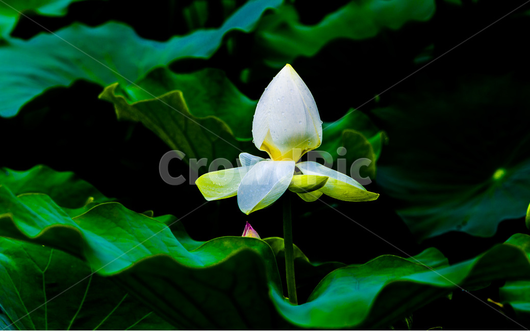 연꽃,연잎,문양,무늬,꽃봉오리,식물,자연,plants,nature,꽃,flower