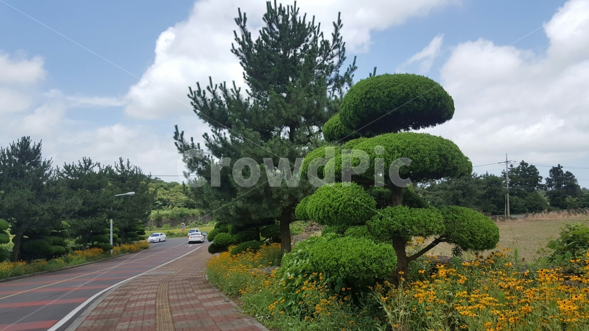 나무,도로,풀,풀밭,조경,tree,sky,flower,road