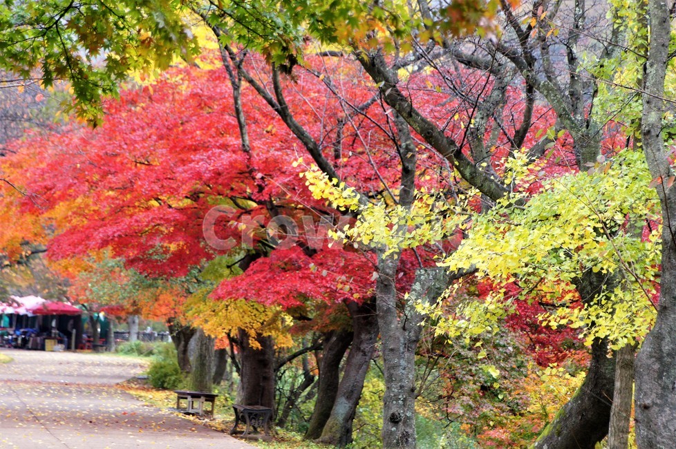 가을,단풍,나무,자연,식물,풍경,빨강색,노란색,초록색,낙엽,trees,nature,autumn,red,yellow,green,season,자연풍경,계절,감성,길,가을,계절,fall,autumn,season,자연,풍경,nature,landscape,tree,plant,maple,leaf,잎