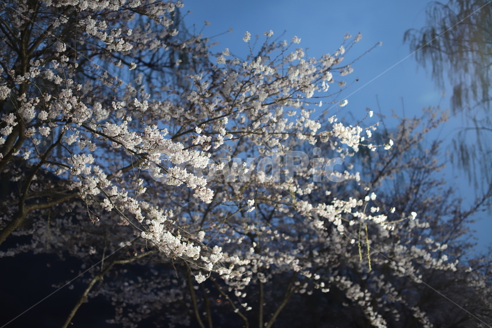 벚꽃,꽃,봄,감성,감성사진,화사함,분위기,아름다움,봄,계절,spring,season,식물,자연,plants,nature,꽃,flower,plant,blossom