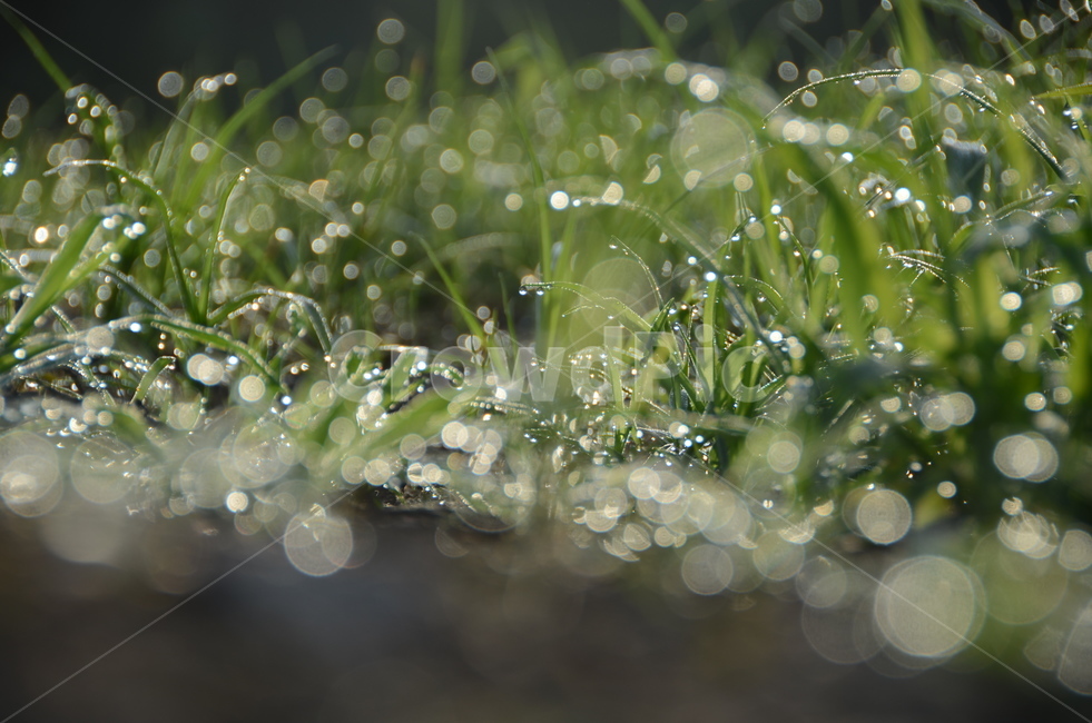 작은물방울,식물,이슬,아침,보케,식물,자연,plants,nature