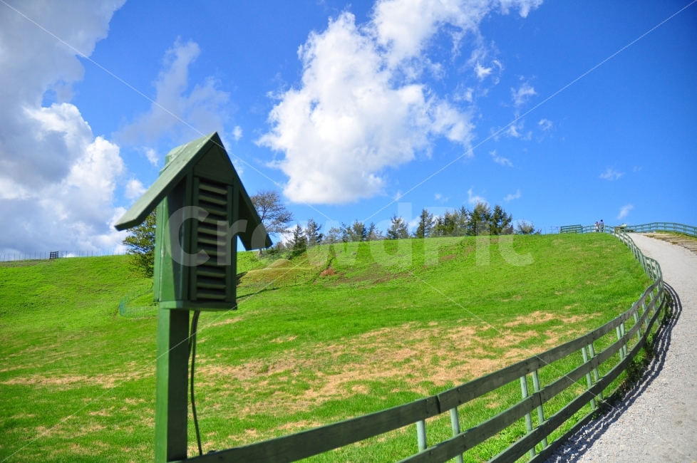 대관령,양떼목장,잔디,하늘,구름,울타리,가을,여행,sheep,farm,grassland,grass,sky,clouds,fence,자연,풍경,nature,landscape,outdoors,옥외