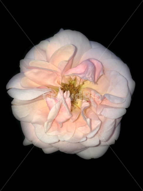 꽃,감성,감정,아름다움,자연,꽃임,분홍,식물,자연,plants,nature,꽃,flower