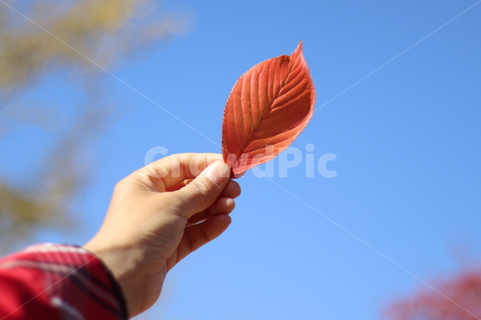 단풍잎,빨강,가을,감성,하늘,손,leaf,잎,plant,식물,veins,정맥