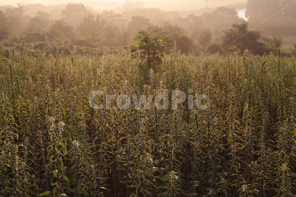 새벽,이슬,풀,시골,자연,풍경,fall,autumn,grass,nature,brown,country