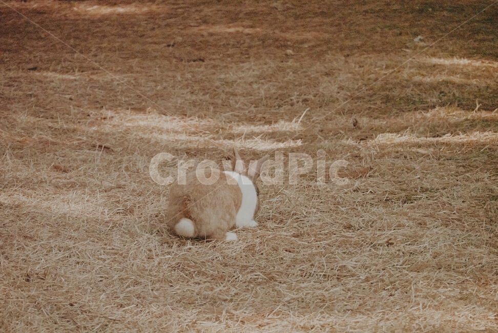 토끼,동물,따뜻한,토끼뒷모습,풀,동물,animal,포유류,mammal