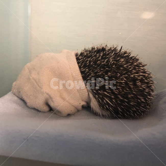 고슴도치,양말,가시,숨바꼭질,두려움,동물,animal