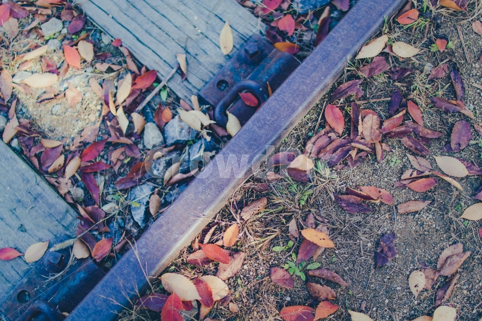 기차길,가을,낙엽,배경,철로,가을,계절,fall,autumn,season