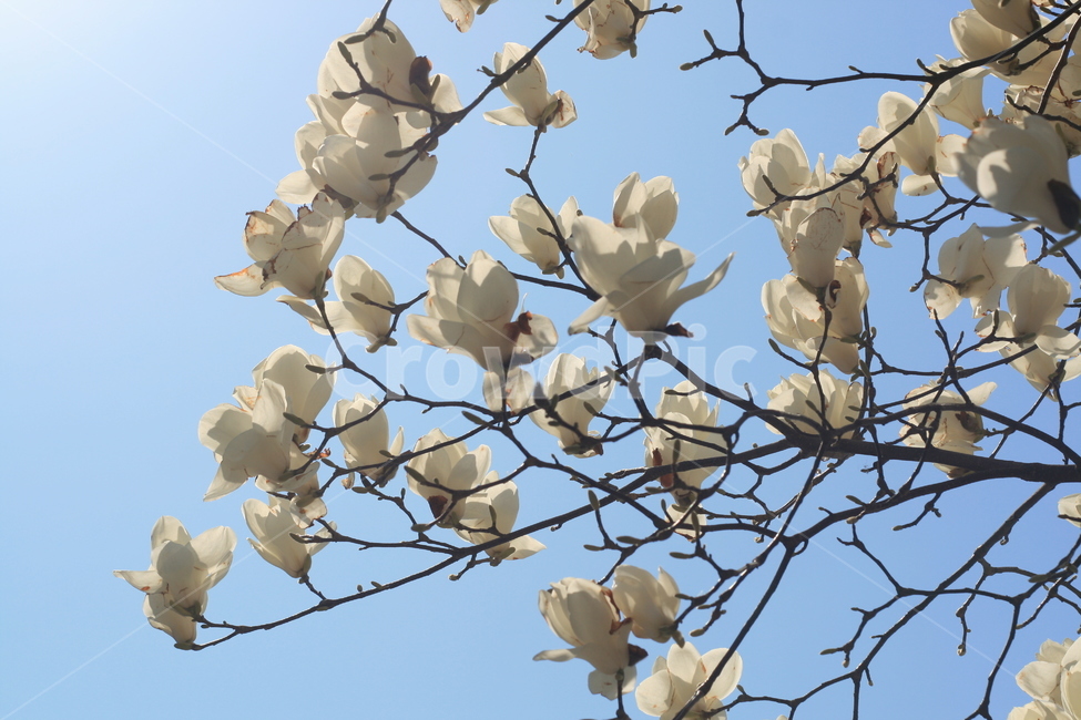 하늘,꽃,감성,봄,spring,sky,flower,봄,계절,spring,season,식물,자연,plants,nature,꽃,flower,animal,동물,bird,새