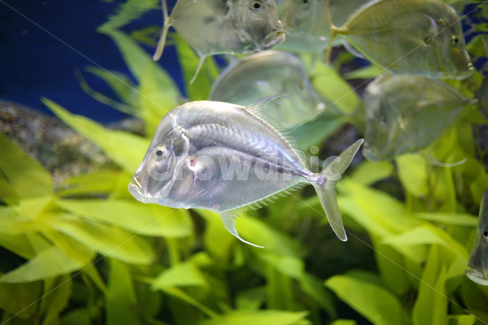 동물,animal,물고기,fish,수조