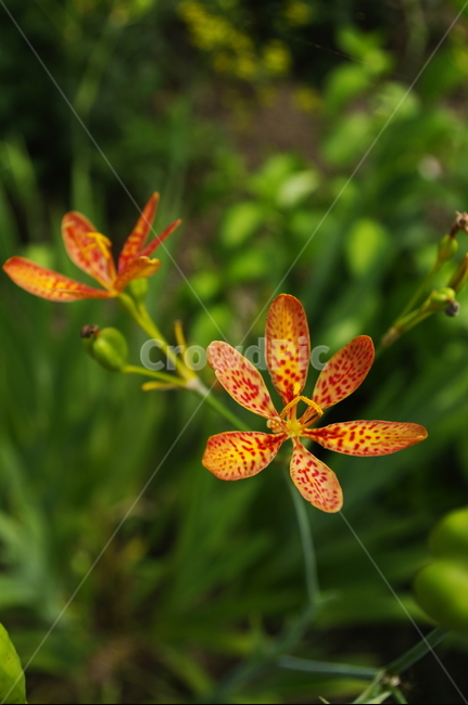 범부채,꽃,flower,식물,plant,자연,nature