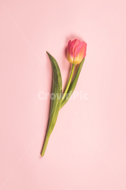 튤립,꽃,꽃잎,봄날,분홍,화사한,기념일,세일,봄,이벤트,시즌,할인,행사,사랑,컨셉,꽃,flower