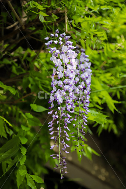 봄,봄날,봄꽃,꽃,등나무꽃,바탕,배경,식물,예쁜,아름다운,spring,flowers,plants,beautiful