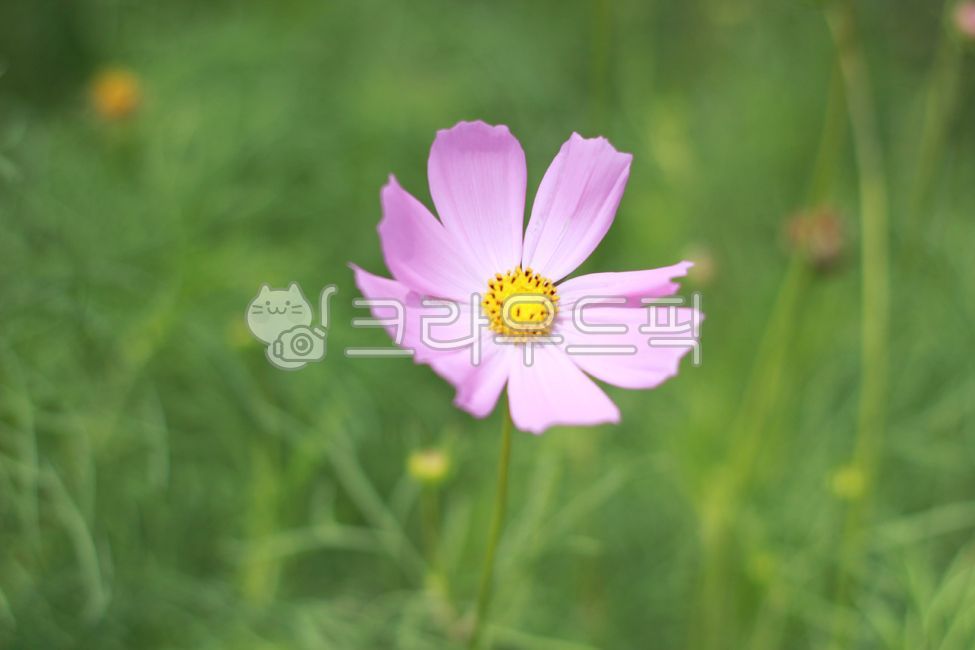 plant,pink cosmos,fall flowers,cosmos,pink flower,Cosmos,flower