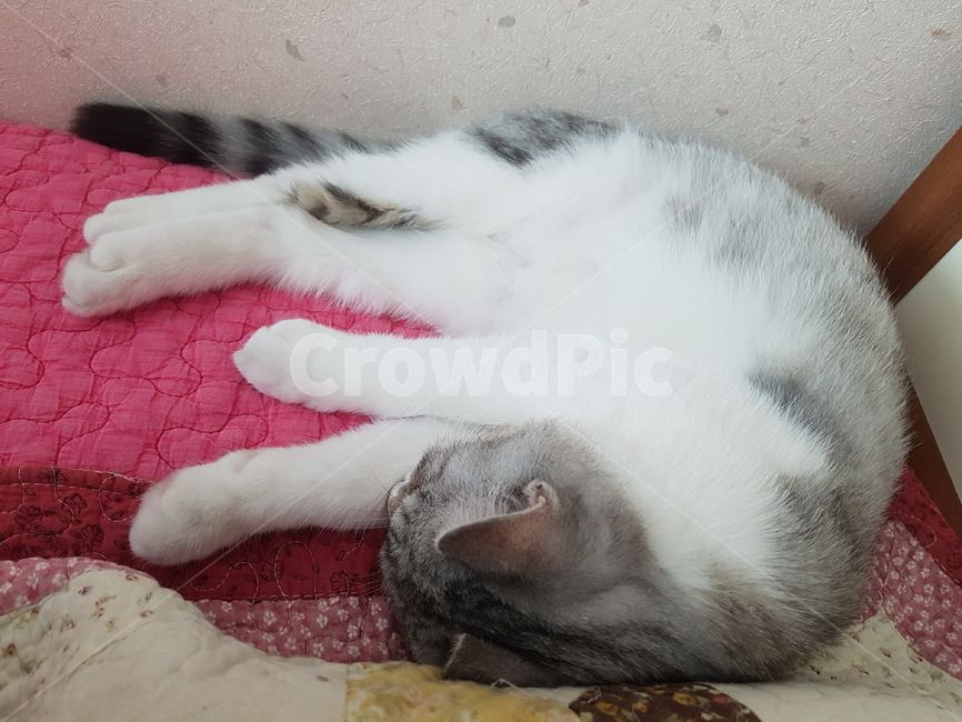 고양이,핑크코,cat,핑크발바닥,냥,냥이,하얀고양이,귀여운,애기고양이,kitten,동물,animal,포유류,mammal,고양이,cat,kitten,kitty