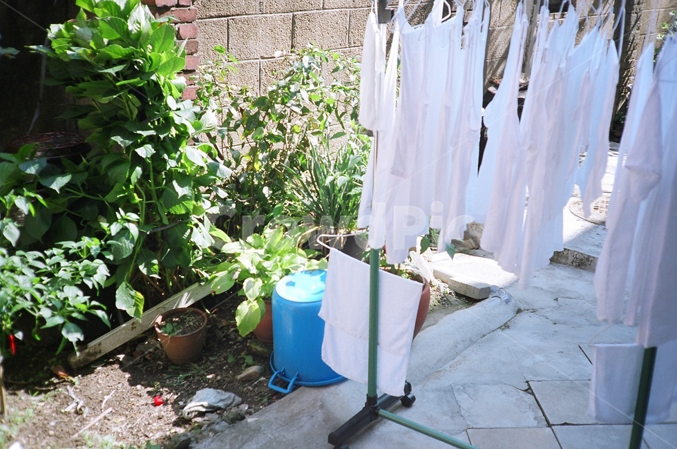 식물,정원,마당,햇빛,빨래,건조,말리다,편안한,yard,laundry,plants