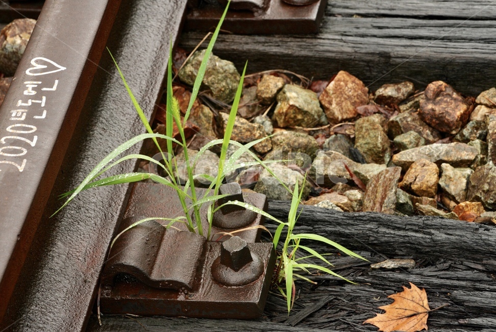 기차,열차,철로,여름,계절,train,rail,summer