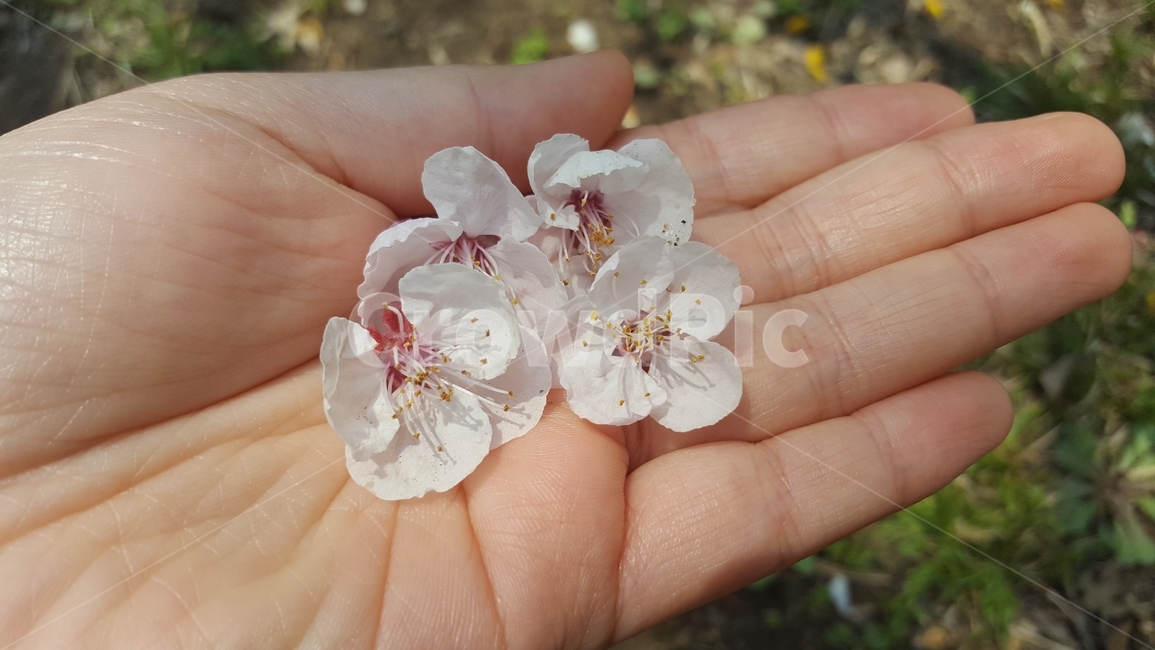 벛꽃,벚꽃잎,꽃잎,손바닥,손가락,봄,계절,spring,season,꽃,flower,plant,식물