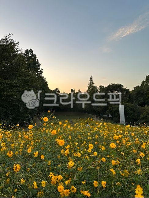 field,필드,grassland,목초지,nature,자연,outdoors,옥외,코스모스,꽃,가을,나들이,공원,꽃밭
