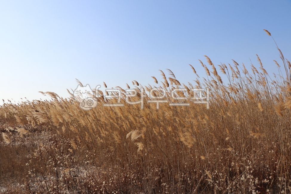 plant, 식물, 갈대, 갈대밭, 갈대꽃, 사진,이미지,일러스트,캘리그라피 - 포토제이작가