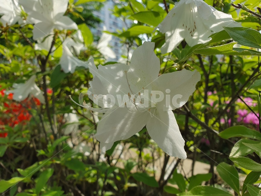 날씨,꽃,도심속꽃,꽃공원,꽃장식,식물,자연,plants,nature,꽃,flower