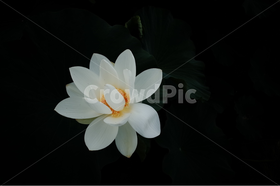 연꽃,하얀,화이트,여름,어두운배경,식물,자연,plants,nature,꽃,flower