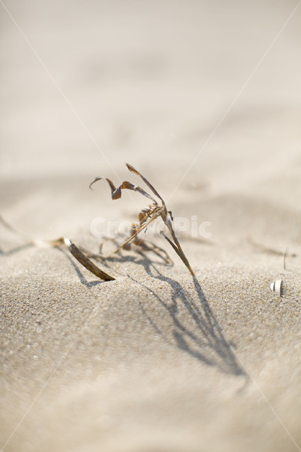 사막,모래사막,모래,패턴,사구,사막이미지,desert,sanddesert,쓸쓸함,건조함,외로움,자연,풍경,nature,landscape,sand,outdoors,옥외