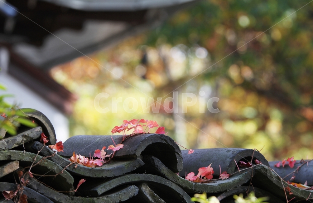 기와지붕,단풍,가을,기와,단풍잎,단풍나무,감성사진,한국전통,한국문화,korean traditional,korean culture,식물,자연,plants,nature