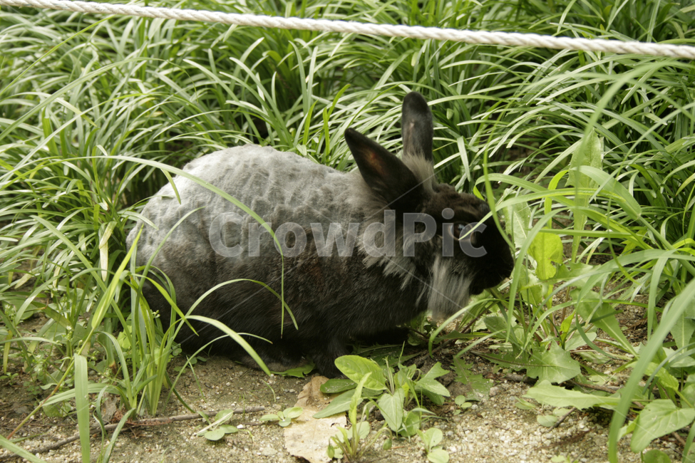 토끼,동물,animals,포유류,검은토끼,cute,동물,animal,포유류,mammal