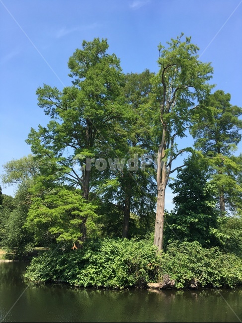 공원,파크,휴식,감성,영국,park,화창한,맑은,큐가든,garden,정원,자연,풍경,nature,landscape,식물,plants,나무,trees,wood,tree,plant