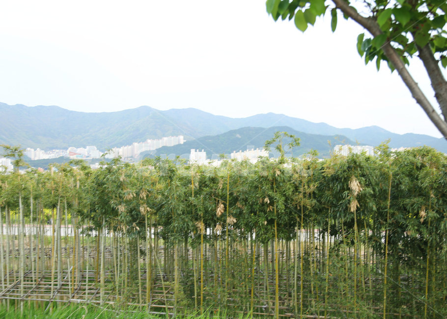 대나무,나무,산,자연,nature,식물,plant,tree