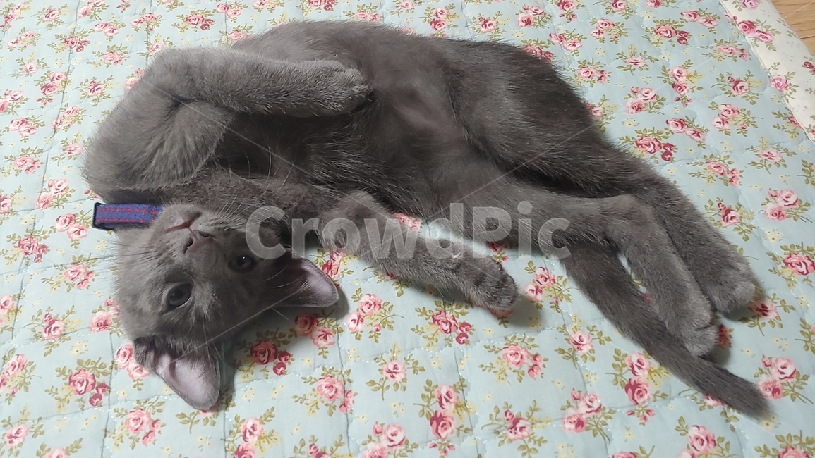 고양이,러시안블루,애완묘,cat,pet,애완동물,동물,kitten