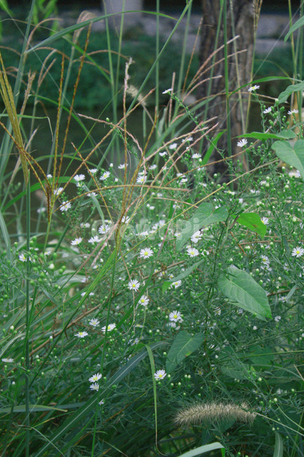 꽃,flower,식물,plant,자연,식물,자연,plants,nature,꽃,flower