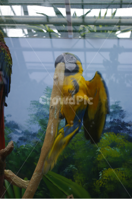 새,조류,앵무새,color,bird,동물,animal,조류,새,birds