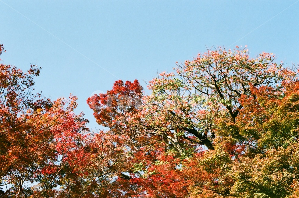 단풍,단풍잎,단풍나무,하늘,나뭇잎,가을색,가을,fall,autumn,계절,season,자연,나무,빨강,초록,식물,가을,계절,fall,autumn,season,자연,풍경,nature,landscape,tree,plant