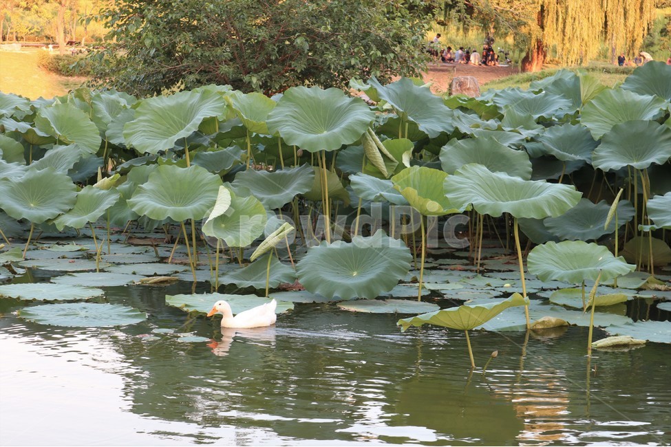 연잎,오리,연못,식물,자연,식물,자연,plants,nature,동물,animal,조류,새,birds