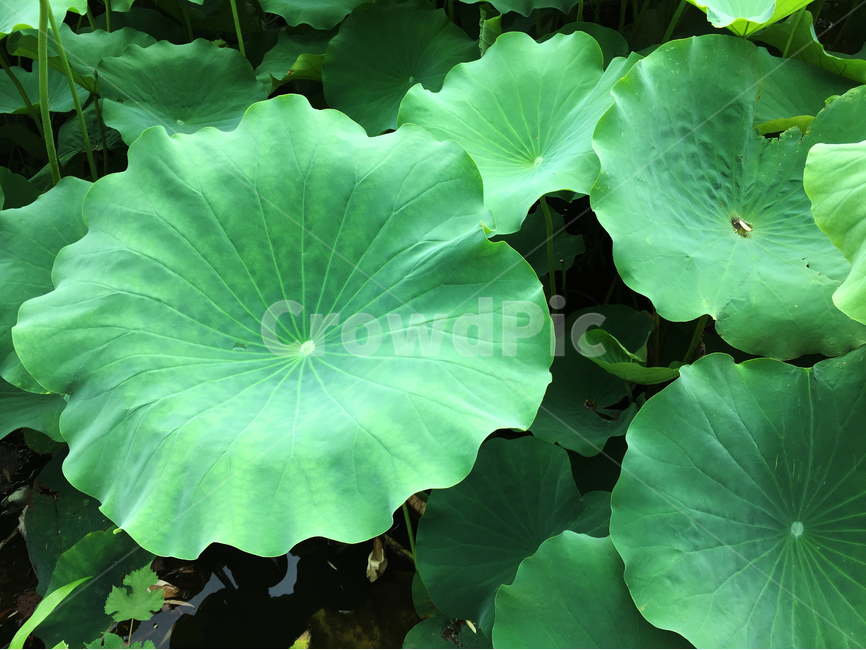 연꽃,식물,자연,꽃,공원,lotus,plant,nature,flower,park,식물,자연,plants,nature