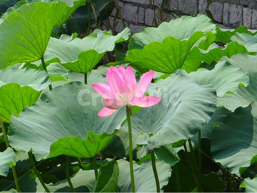 중국,제남,대명호,연꽃,분홍,식물,자연,plants,nature,꽃,flower