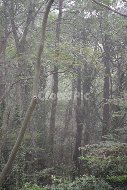 숲,안개,안개낀숲,사람없는숲,나무,forest,mist,tree