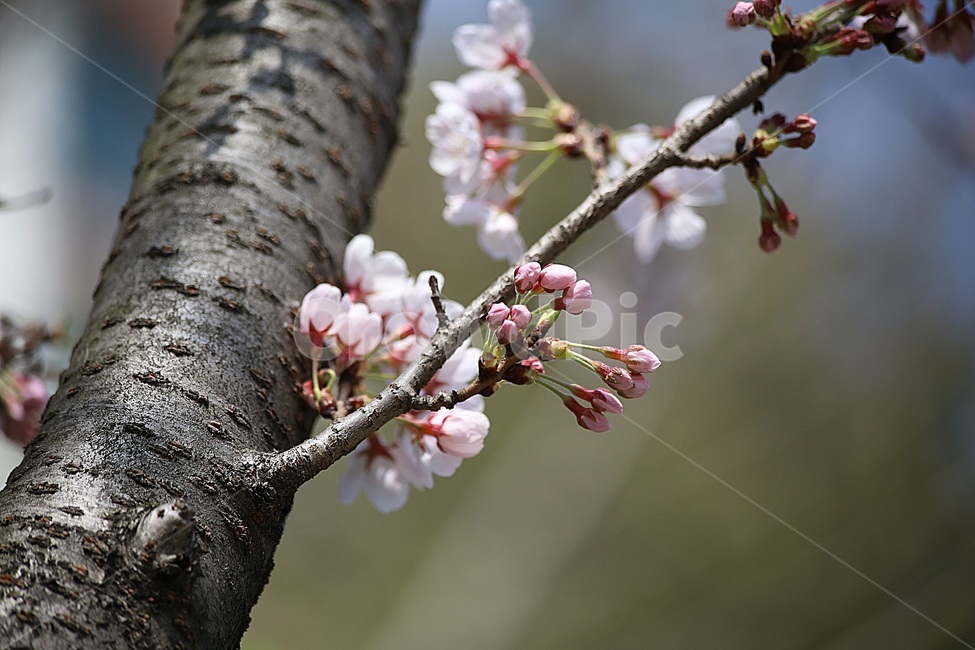 벚꽃,봄꽃,봄사진,cherryblossoms,꽃사진,봄,계절,spring,season,식물,자연,plants,nature,꽃,flower,plant,blossom