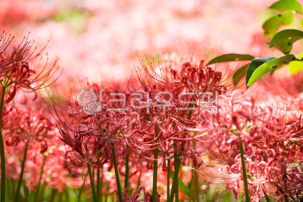 꽃무릇,석산,꽃,식물,군락,빛,붉은색,레드,초록,줄기,가을,꽃밭