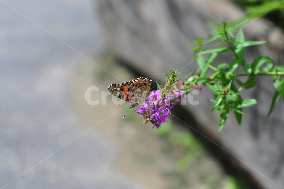 나비,꽃,꿀먹는나비,butterfly,flowers,식물,자연,plants,nature,꽃,flower,동물,animal,곤충,벌레,insect,bug