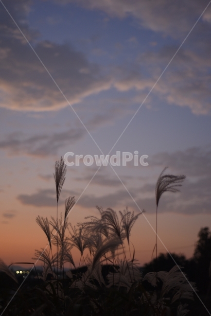 풍경,풍경사진,노을,sunset,해질녘,갈대,갈대사진,감성사진,자연,풍경,nature,landscape,감성,sensible,feeling,plant,식물,grass,잔디,lawn,reed