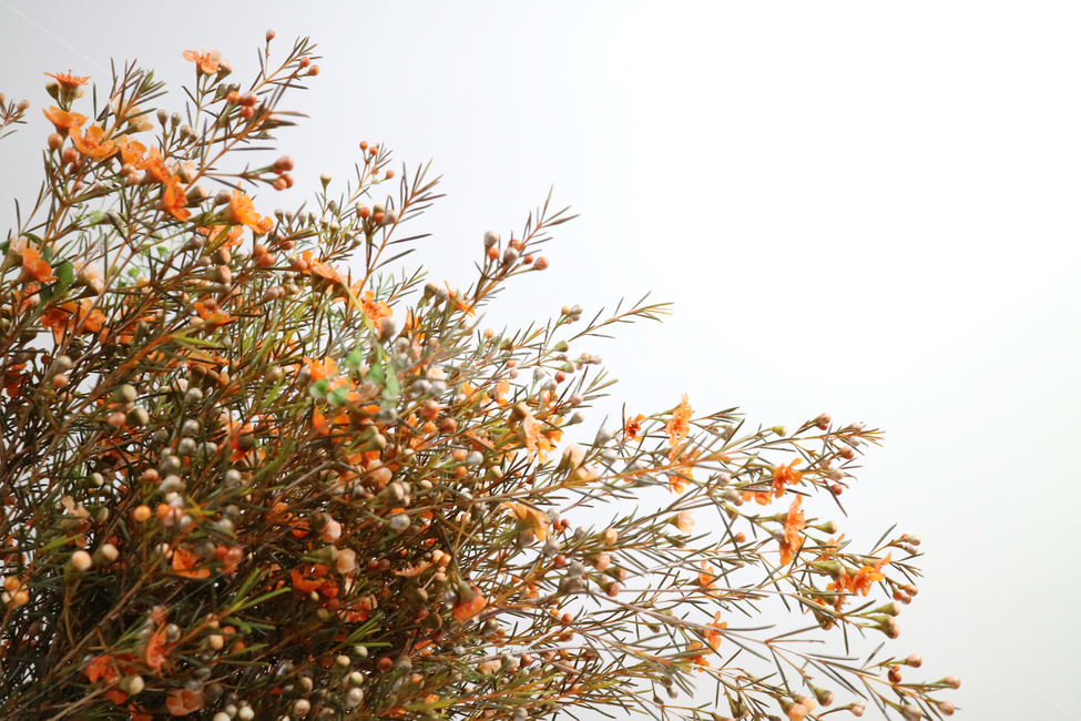식물,꽃,왁스플라워,꽃송이,꽃봉오리,꽃다발,백그라운드,배경,배경이미지,자연,flower,nature,flora,background,꽃,flower
