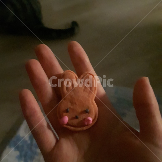 토끼쿠키,과자,선물,자랑,고양이